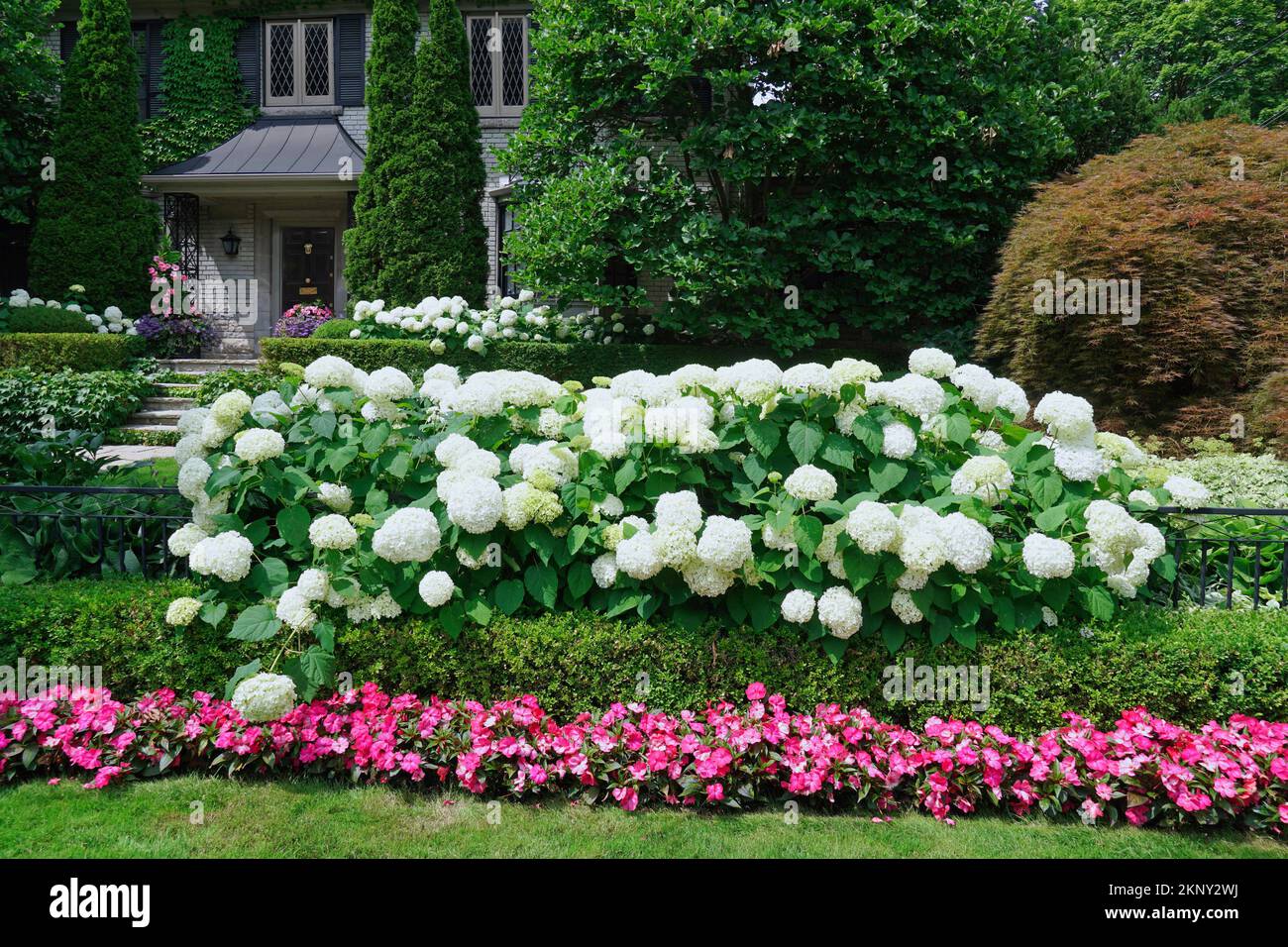 giardino di confine con una siepe di cespugli di ortensia e impatiens rosa Foto Stock
