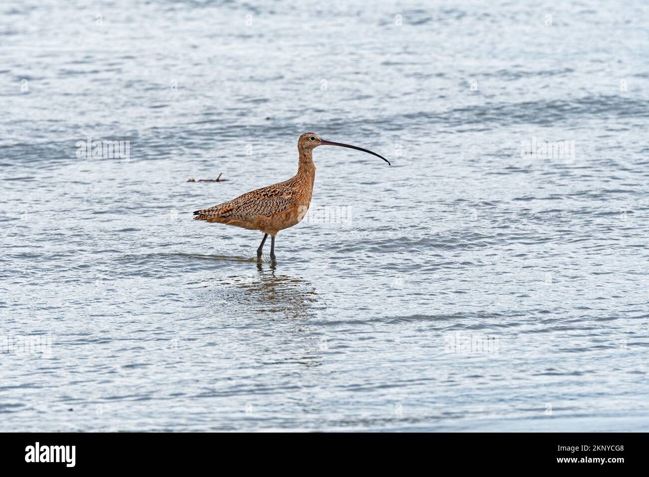 Long Billed Curlew alla ricerca di cibo sulla costa vicino a Morro Bay, Califormia Foto Stock