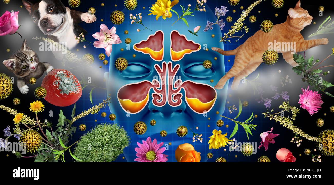 Malattia allergica sinusite come una malattia di blocco della cavità nasale con un naso congestionato pieno di muco o pus a causa di fumo di dander animale domestico polline e polvere Foto Stock