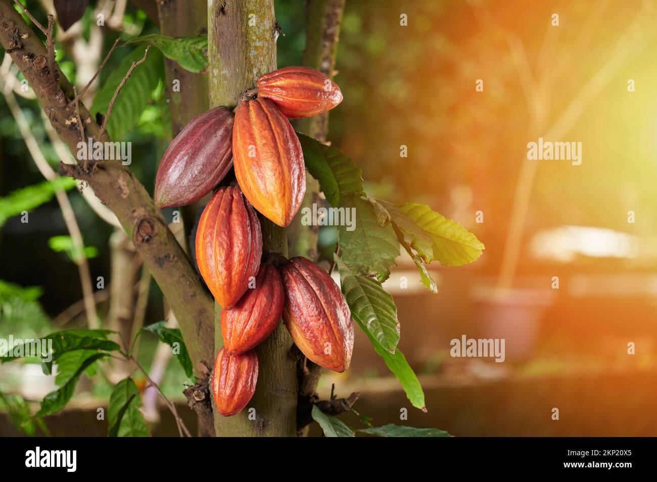 Cialde di cacao di colore arancione su albero con soleggiato spazio copia Foto Stock