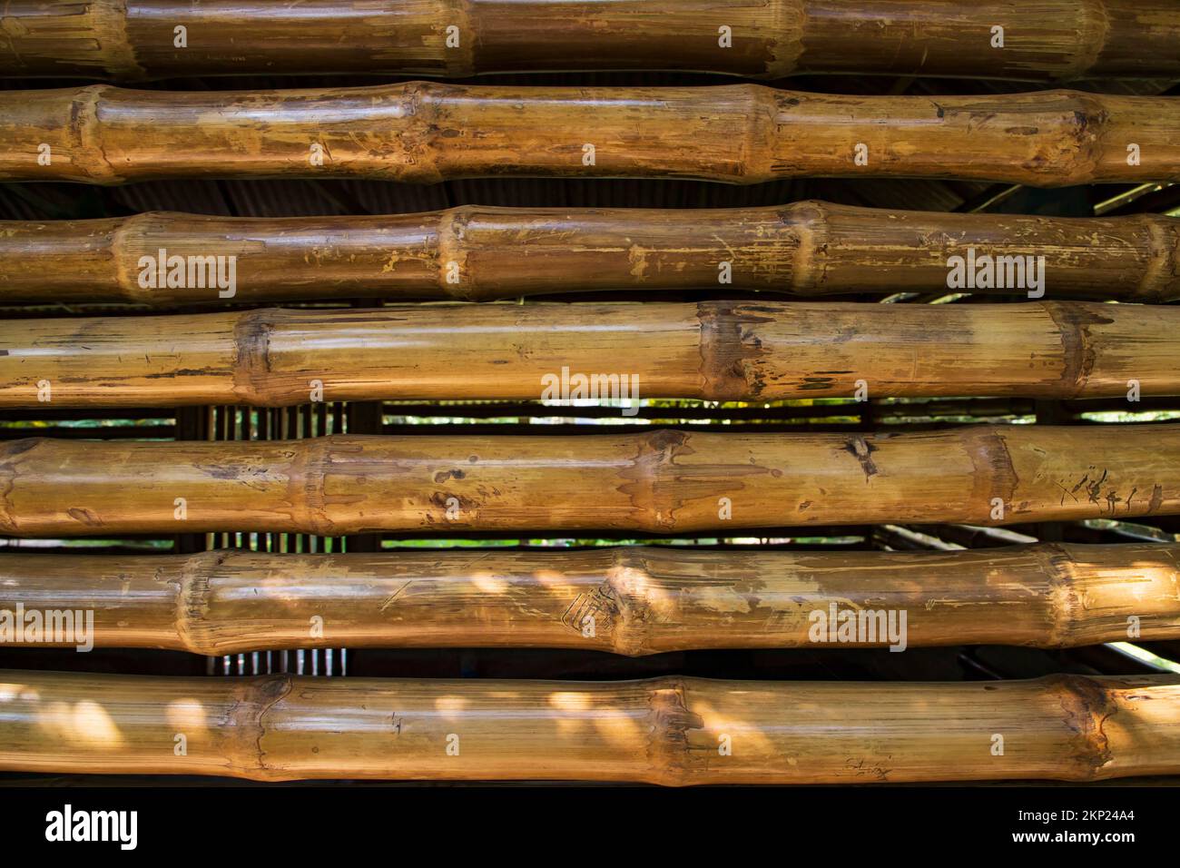 Vernice bambù recinto astratto struttura di sfondo Foto Stock