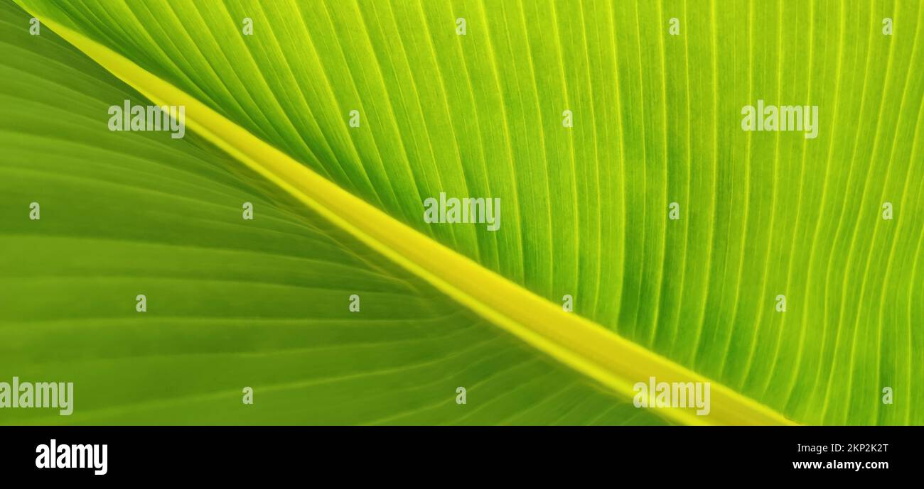 Struttura di foglia verde di palma di banana. Sfondo ecologico di foglie esotiche, linea diagonale, coso-up, banner, spazio di copia. Foto Stock