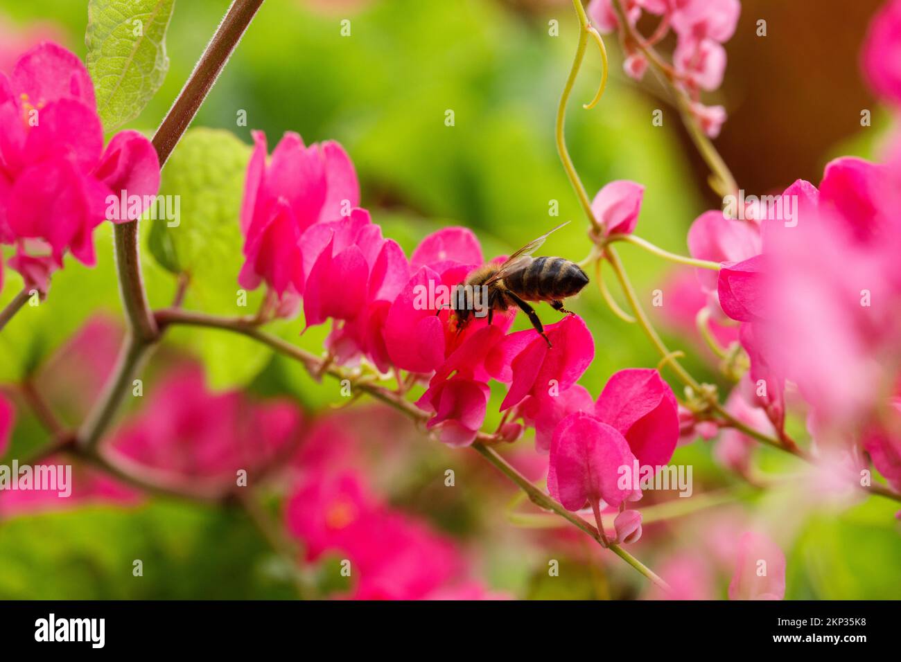 Un'ape raccoglie nettare su fiori rosa Foto Stock