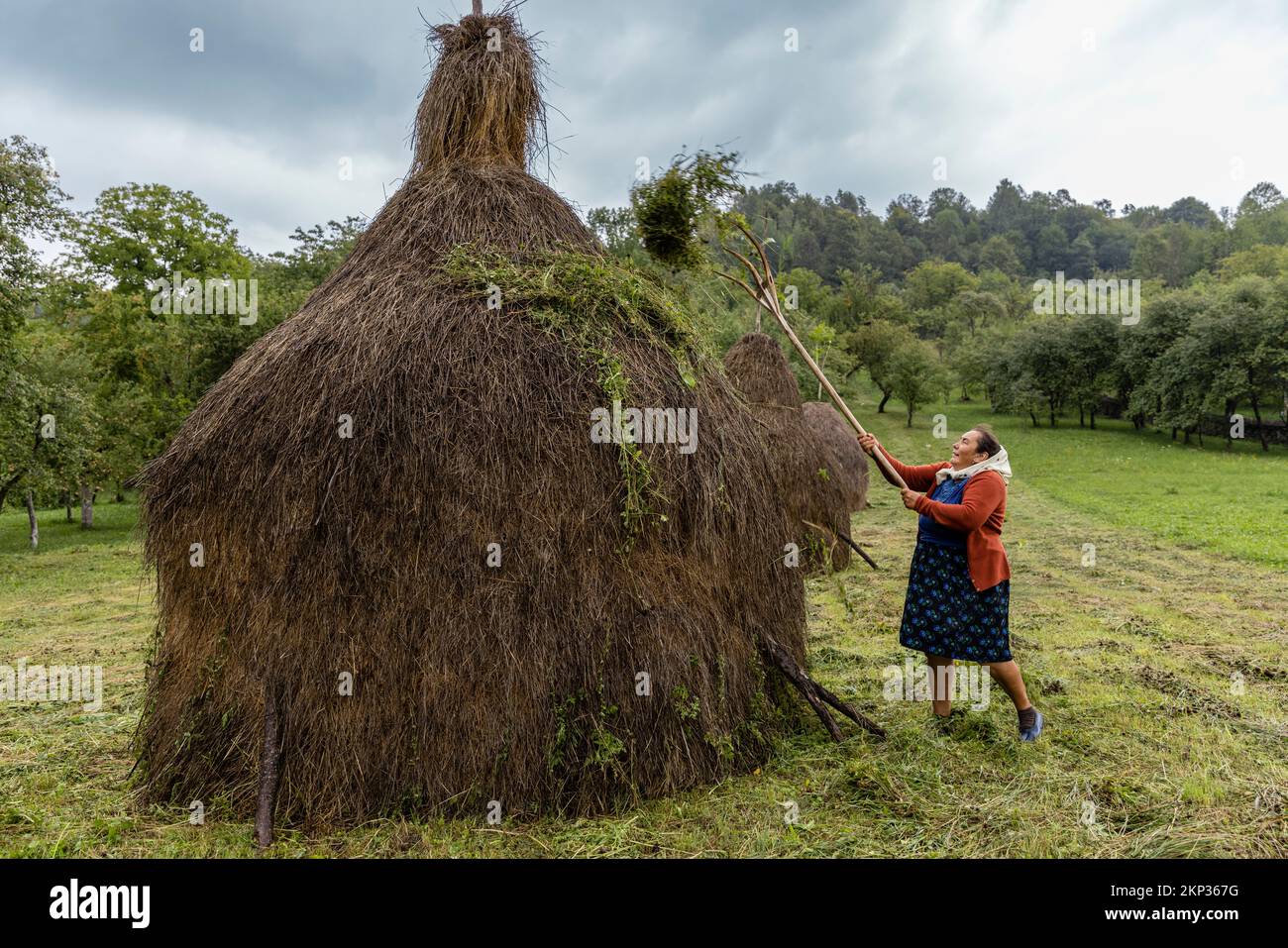 Fare pile di fieno al villaggio di Breb nella contea di Maramureș, Romania Foto Stock