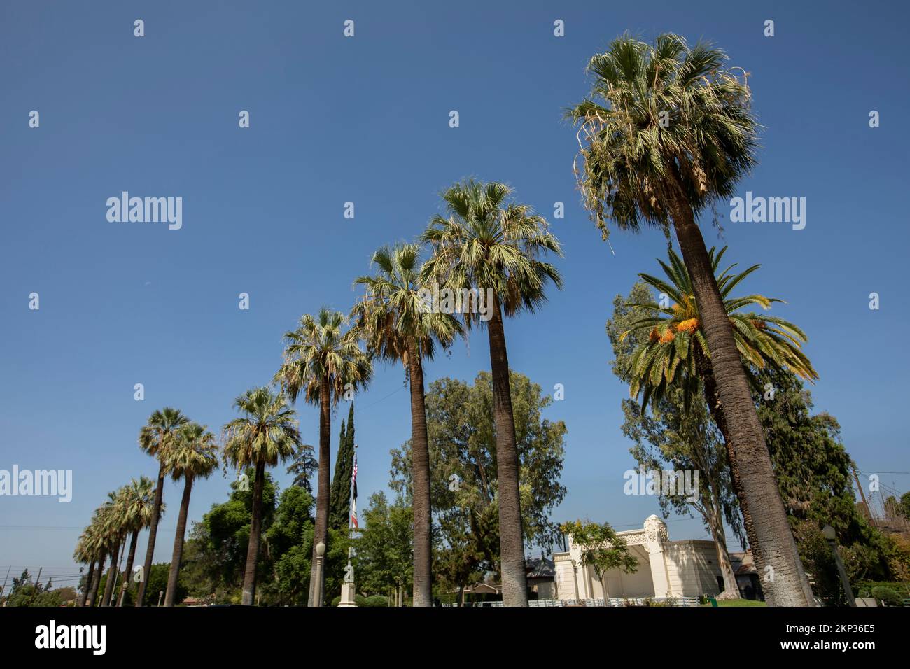 Vista incorniciata da palme del centro storico di Colton, California, Stati Uniti. Foto Stock