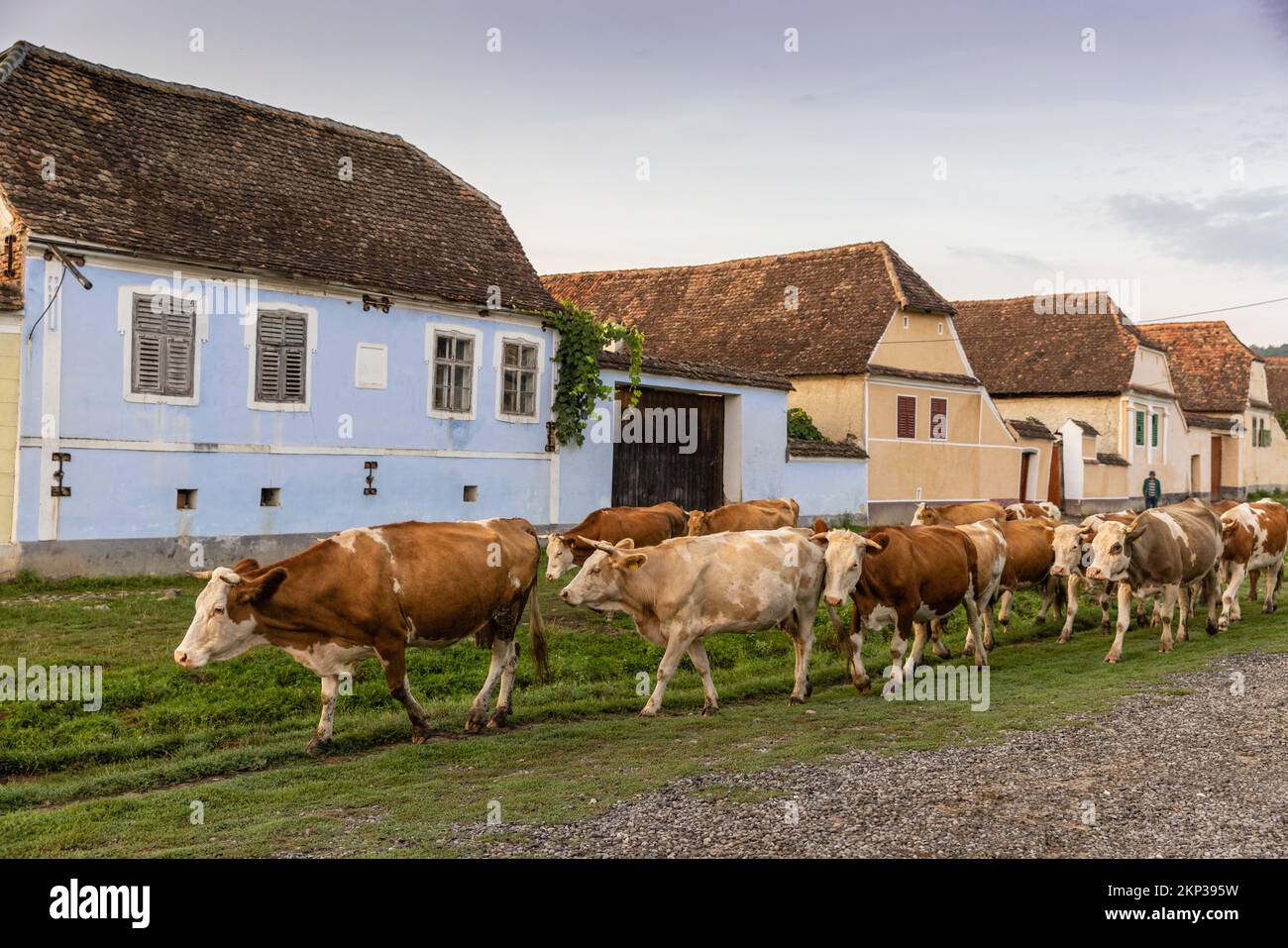Viscri, incantevole villaggio sassone in Transilvania, Romania Foto Stock