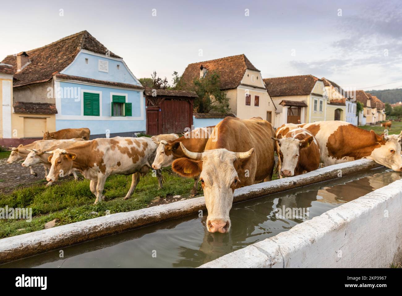 Viscri, incantevole villaggio sassone in Transilvania, Romania Foto Stock