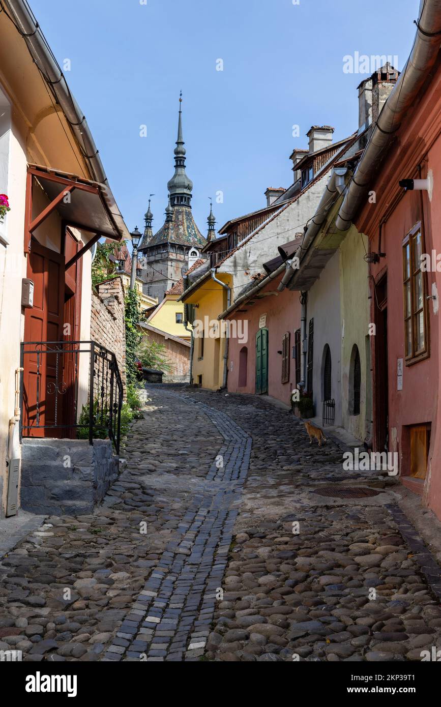 Camminando attraverso le strade della Città Vecchia di Sighisoara, Transilvania, Romania Foto Stock