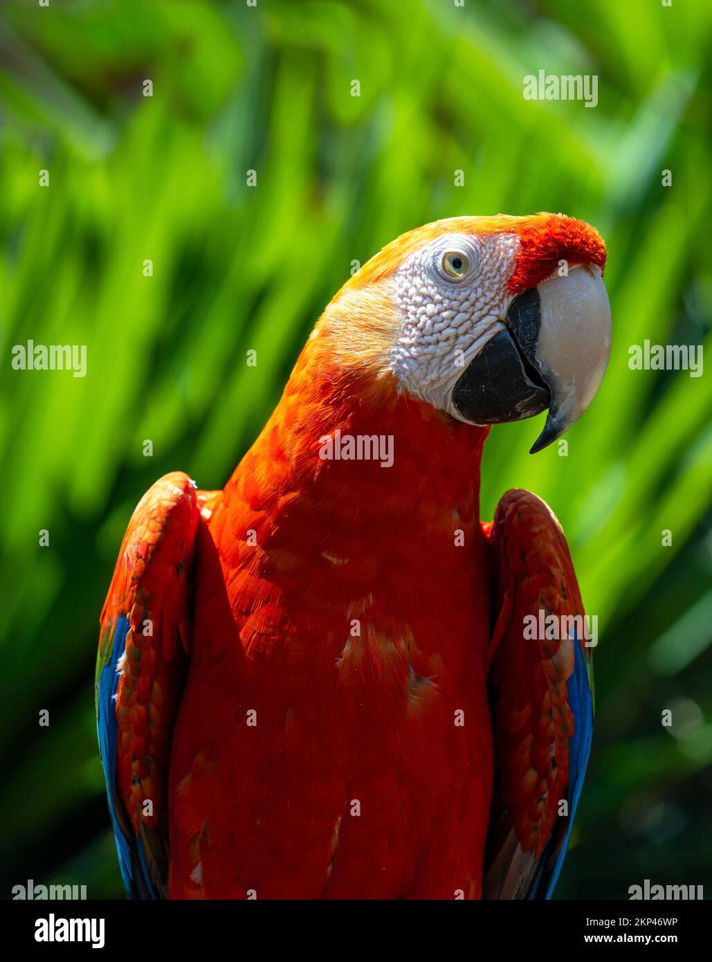 Ritratto di scarlatto Macaw (Ara Macao), parco nazionale di Yasuni, foresta pluviale amazzonica, Ecuador. Foto Stock