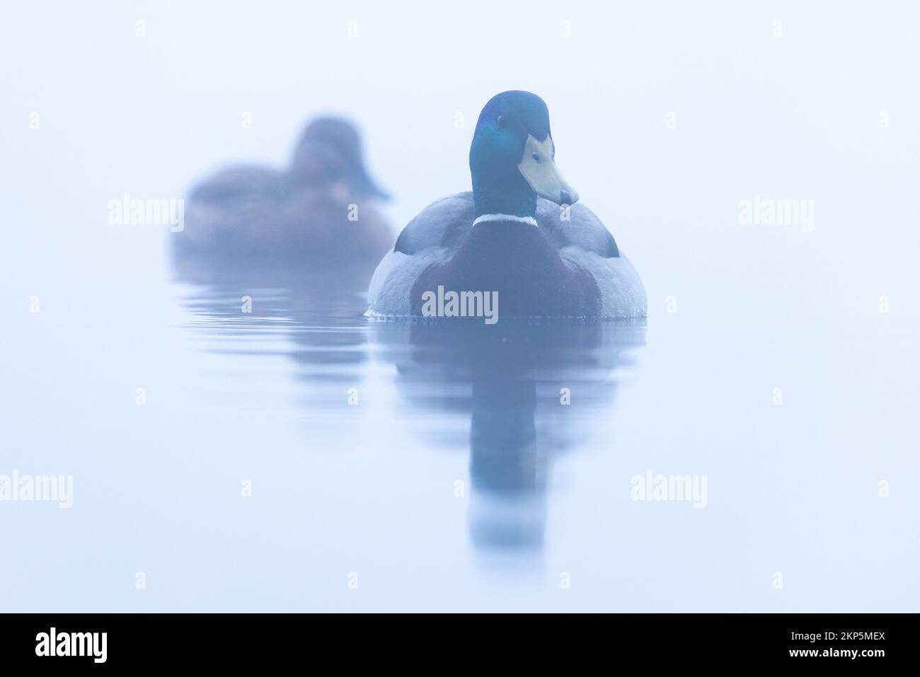 Mallard Coppia [ Anas platyrhynchos ] su lago molto misticoso con riflessione Foto Stock