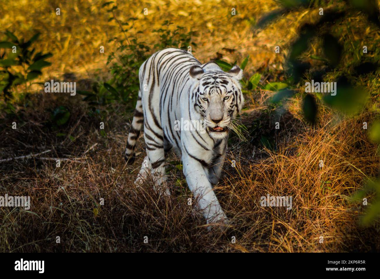 tigre indiana selvatica bianca Foto Stock