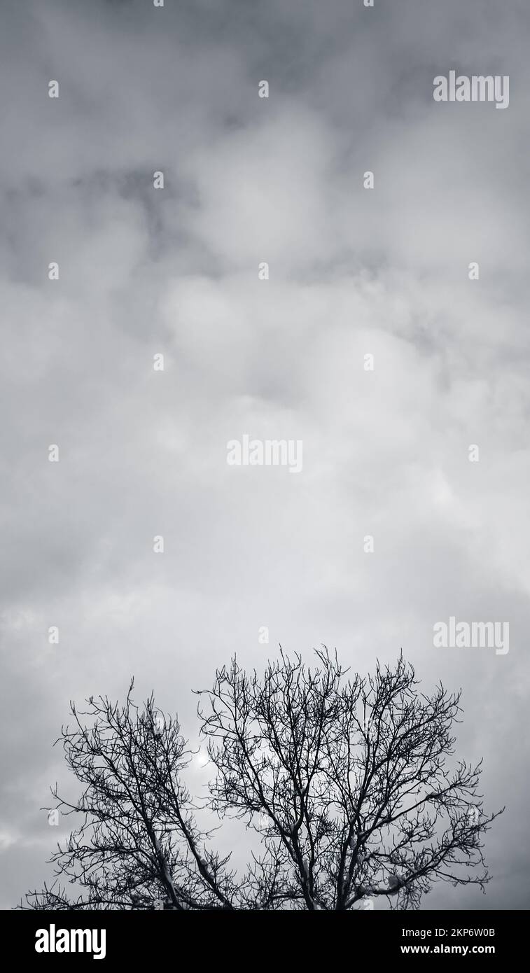 Paesaggio naturale in bianco e nero Foto Stock