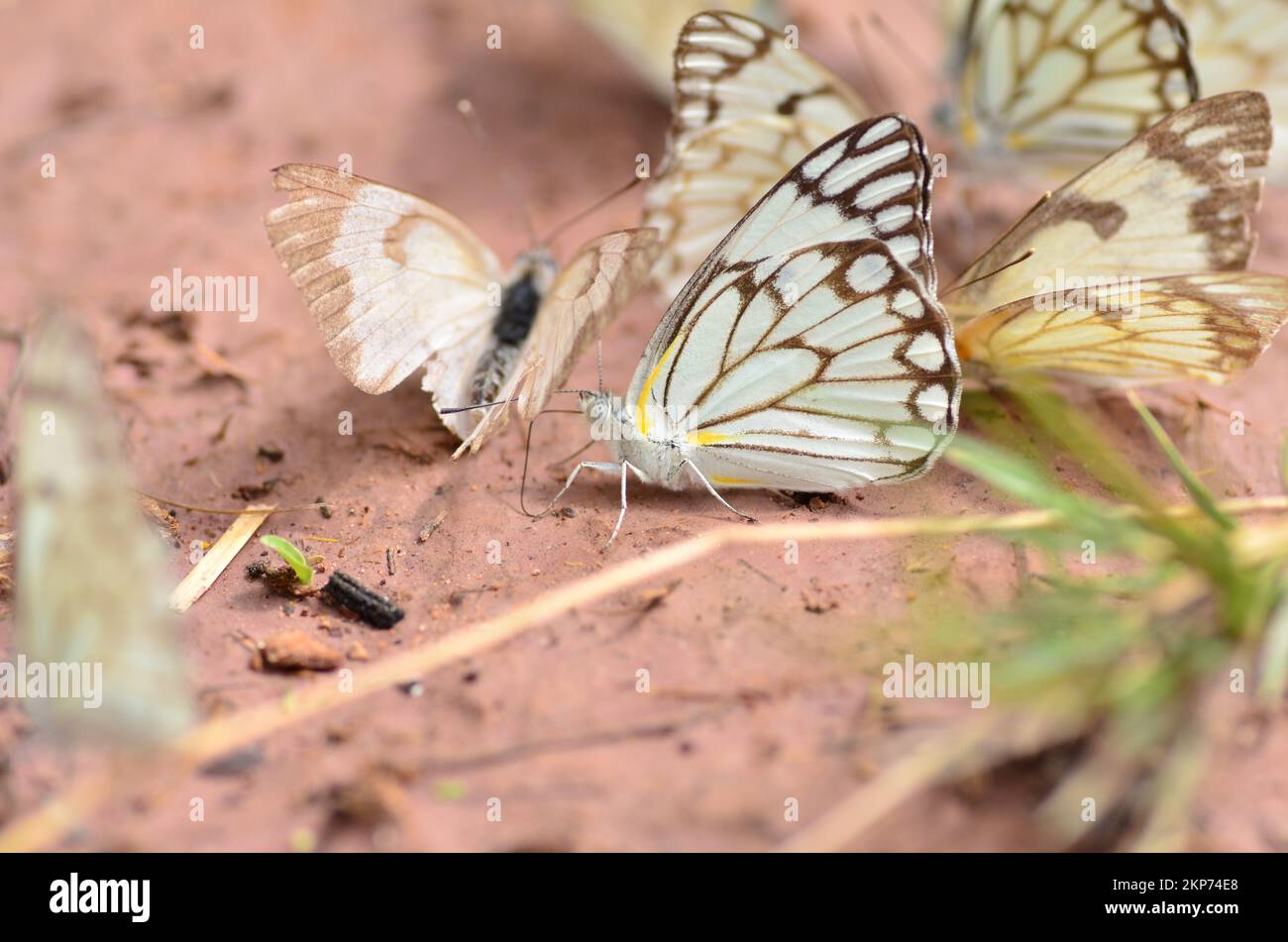 Belenois aurota marrone farfalla bianca Namibia Africa Foto Stock