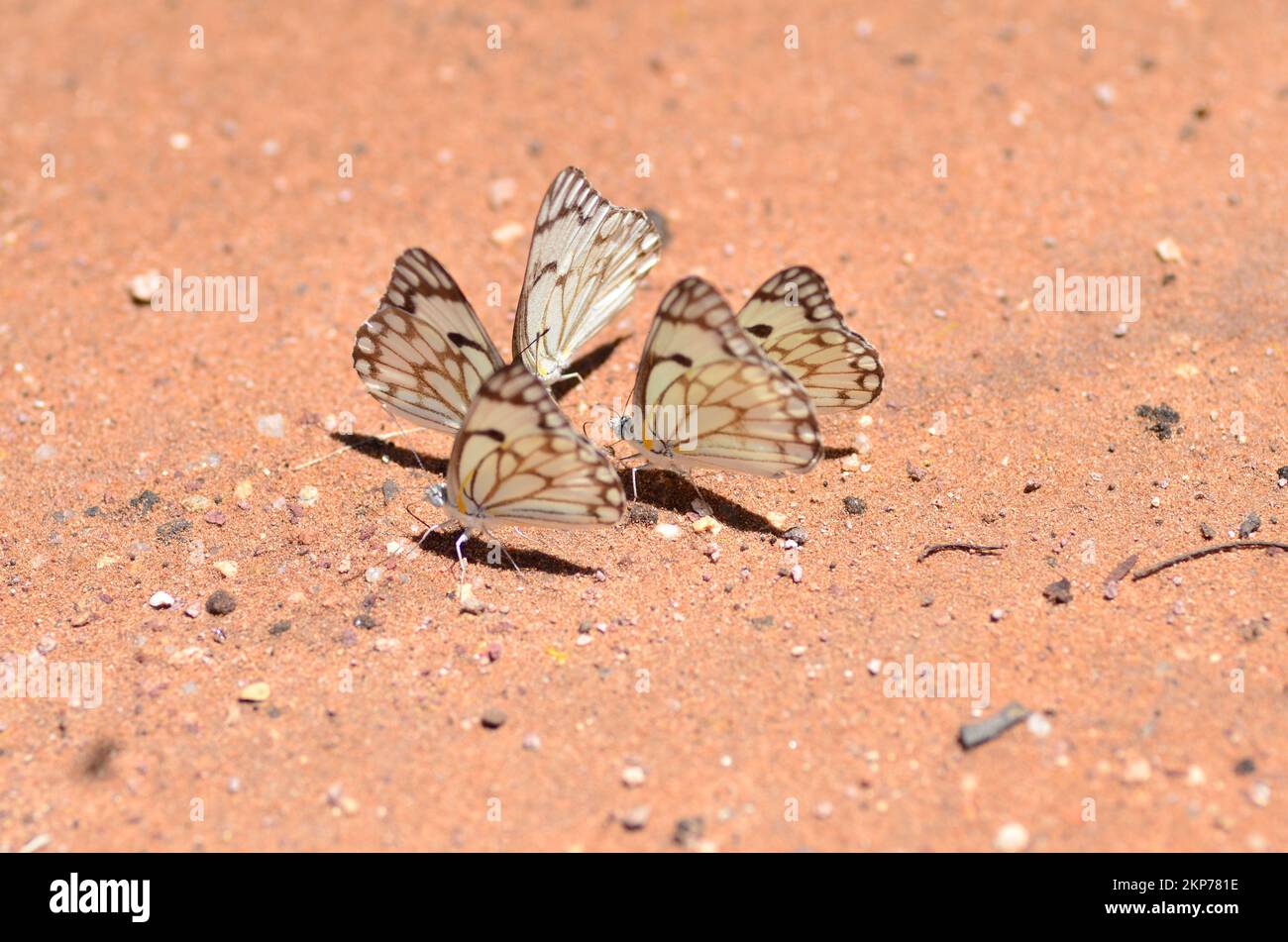 Belenois aurota marrone farfalla bianca Namibia Africa Foto Stock