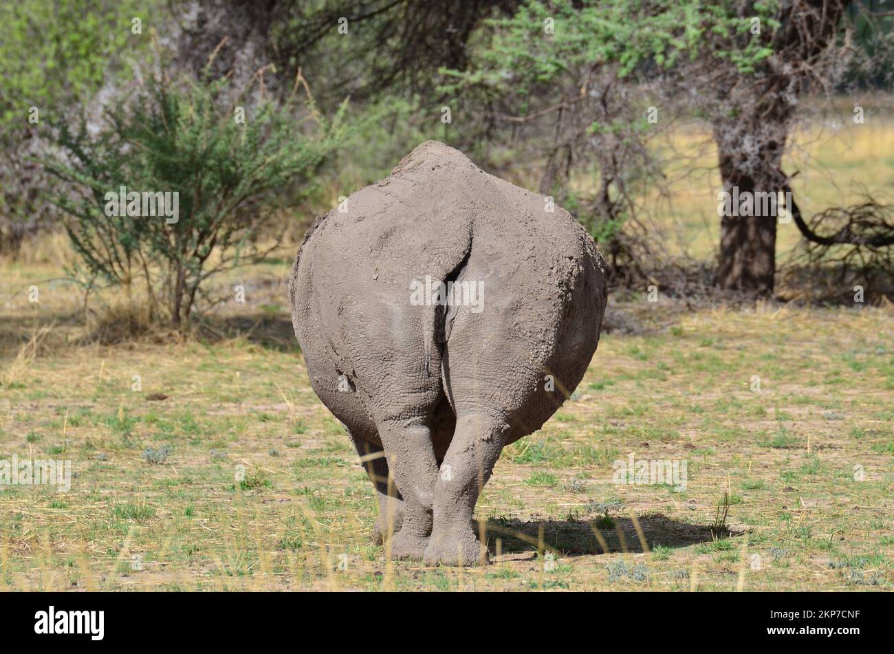White Rhino Back Butt in savana Namibia Africa Breitmaul Nashorn Foto Stock
