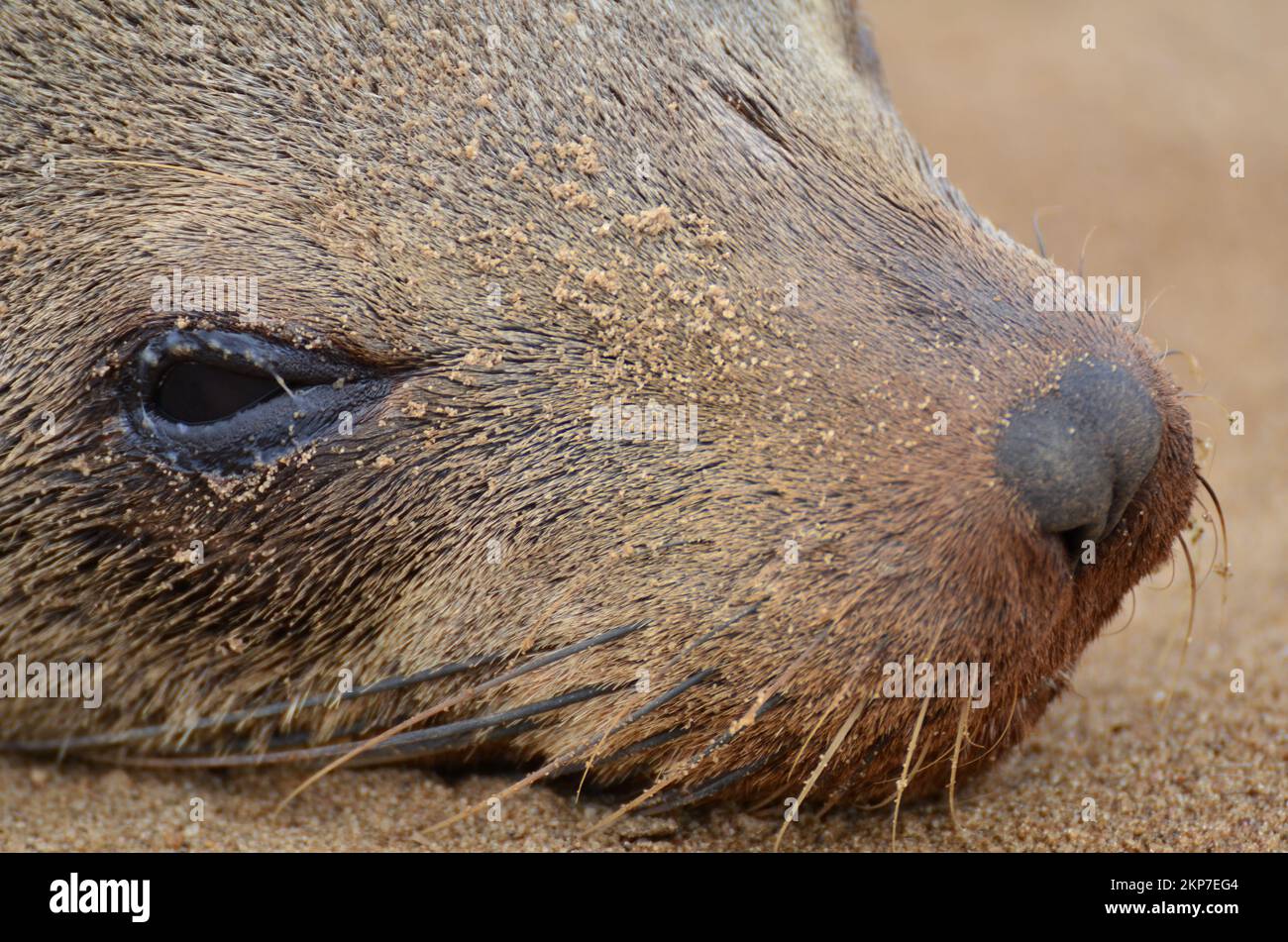 Seal Portrait Cape Cross Seal Reserve Namibia Africa Foto Stock