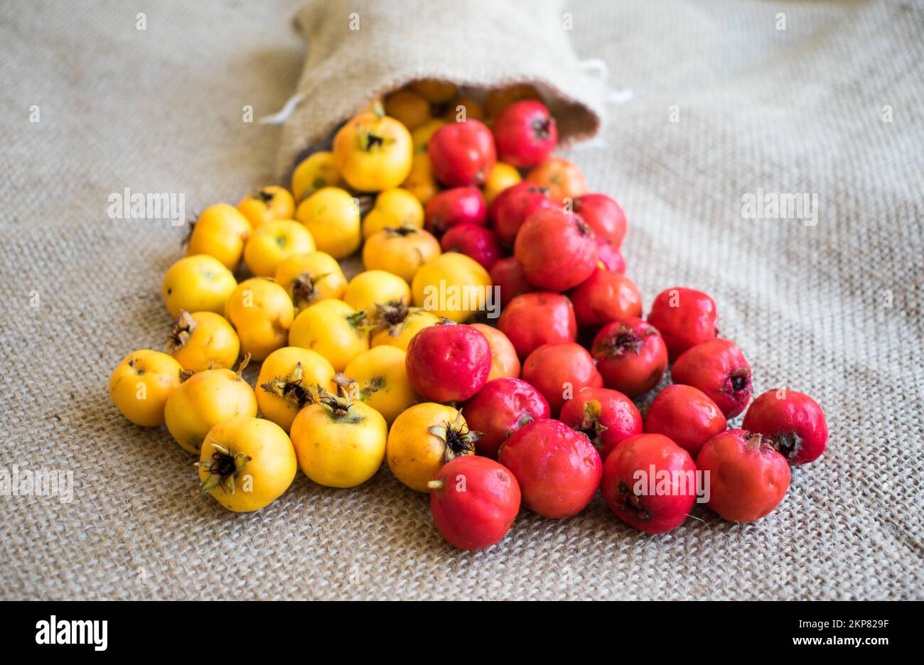 Frutta fresca di biancospino rosso / giallo che fuoriesce dal sacco, monogyna frutti. Foto Stock