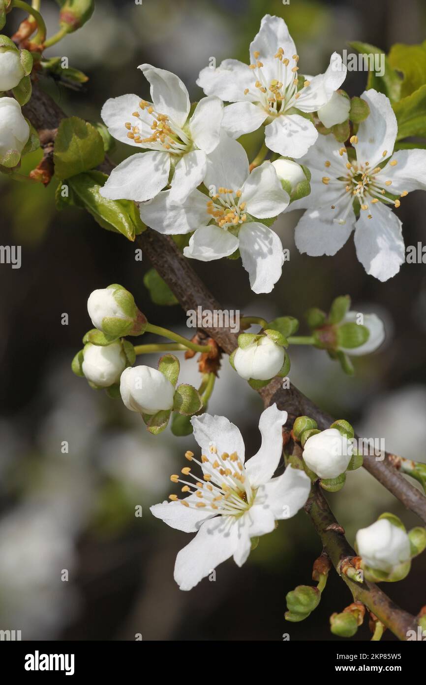 Ciliegia selvatica (Prunus avium) fiori e boccioli aperti, bassa Austria, Austria, Europa Foto Stock