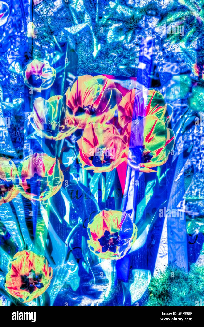 Fiori creativi, foto artistica, tulipani (Tulipa), diversi fiori colorati alienati, piante, Germania, Europa Foto Stock