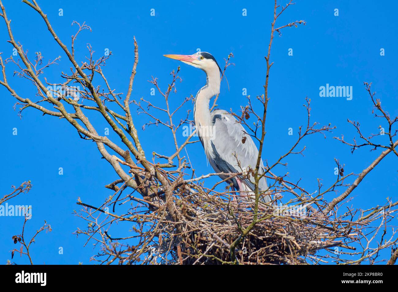 Sito di nidificazione degli aironi immagini e fotografie stock ad alta  risoluzione - Alamy