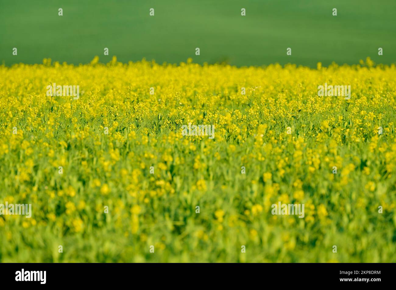 Campo di senape, fiore, primavera, Großheubach, basso principale, Spessart, Baviera, Germania, Europa Foto Stock