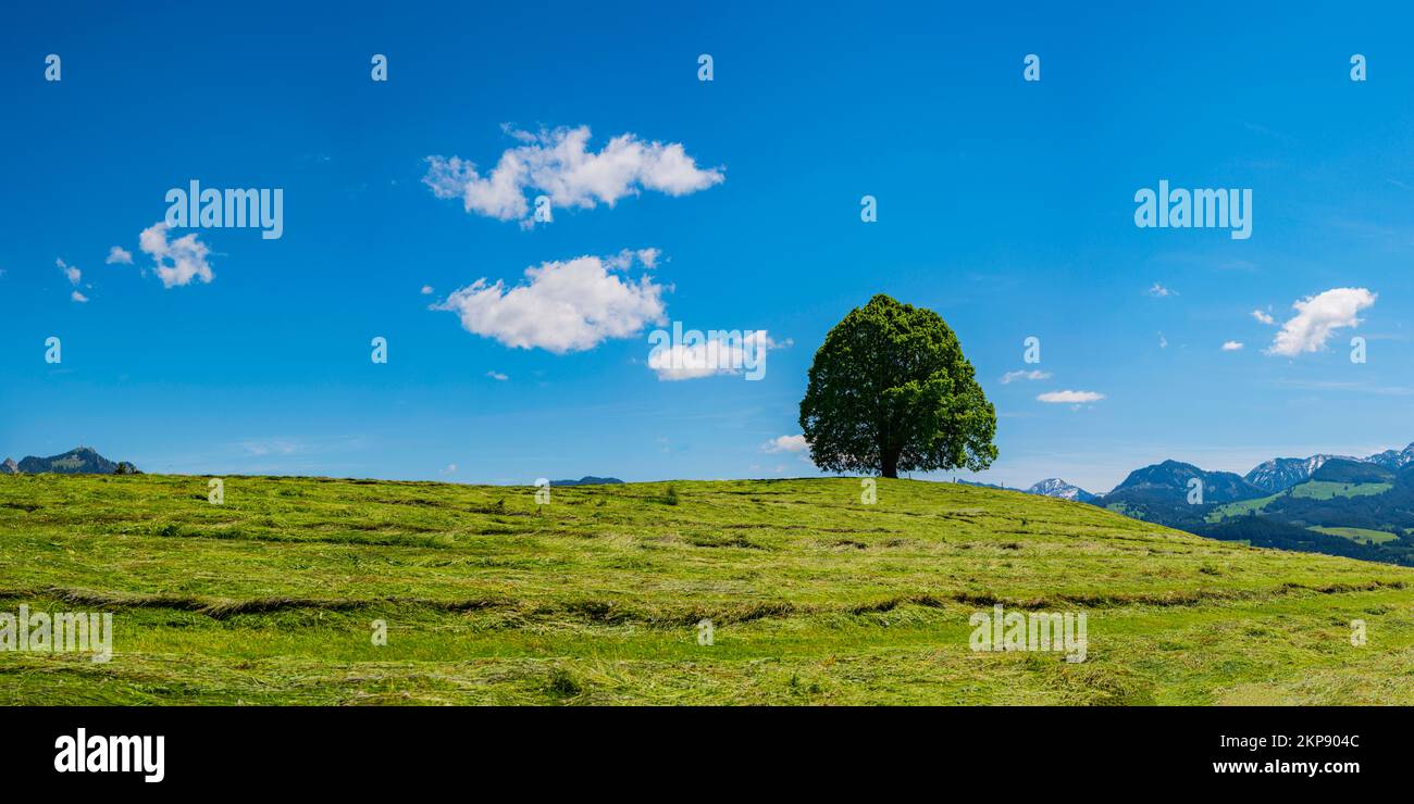 Tiglio di pace (Tilia) sul Wittelsbacher Höhe, 881m, Illertal, Allgäu, Baviera, Germania, Europa Foto Stock