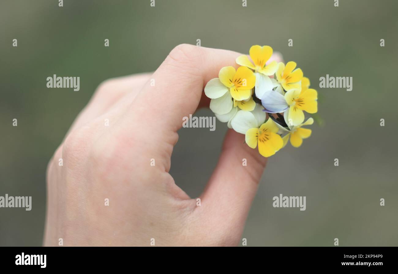 Primo piano immagine concettuale delle pansie gialle Foto Stock