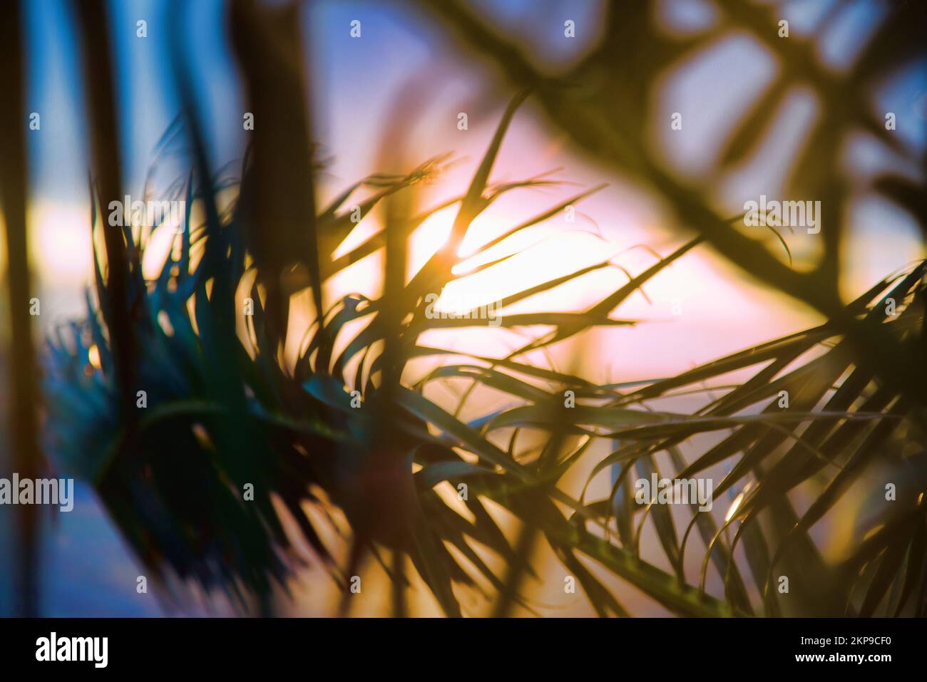 Palme d'inverno al tramonto, il fogliame ondeggiante nel vento Foto Stock