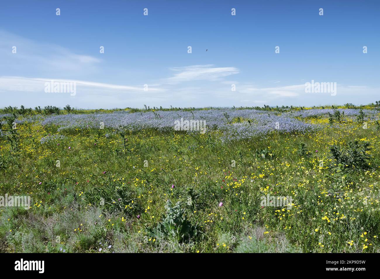 Lino a gambo lungo (Lнnum usitatнssimum) e Hawksbeard (Crepis sp.) fiorisce massicciamente in grandi aree della steppa secca. Suoli disturbati; terre derelitti, Foto Stock