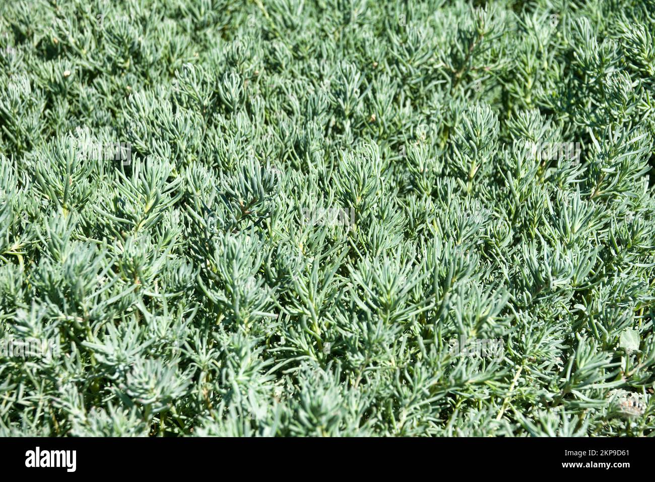 Alghe, Blite di mare (Suaeda corniculata) su solonchac, giovani piante crescono in primavera. Semi-deserti di suolo salino-alcalino. Regione del Mar Nero settentrionale. Utilizzato Foto Stock