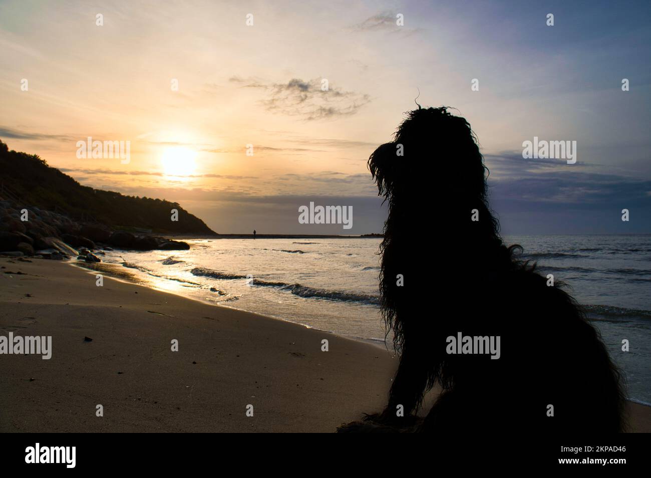 Goldendoodle si trova sulla spiaggia vicino al mare e guarda al tramonto. Onde in acqua e sabbia sulla spiaggia. Paesaggio girato con un cane Foto Stock