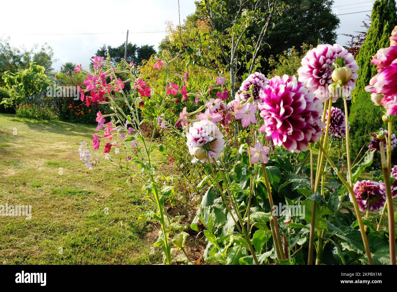 Dahlias e nicotiana in un giardino estivo - John Gollop Foto Stock