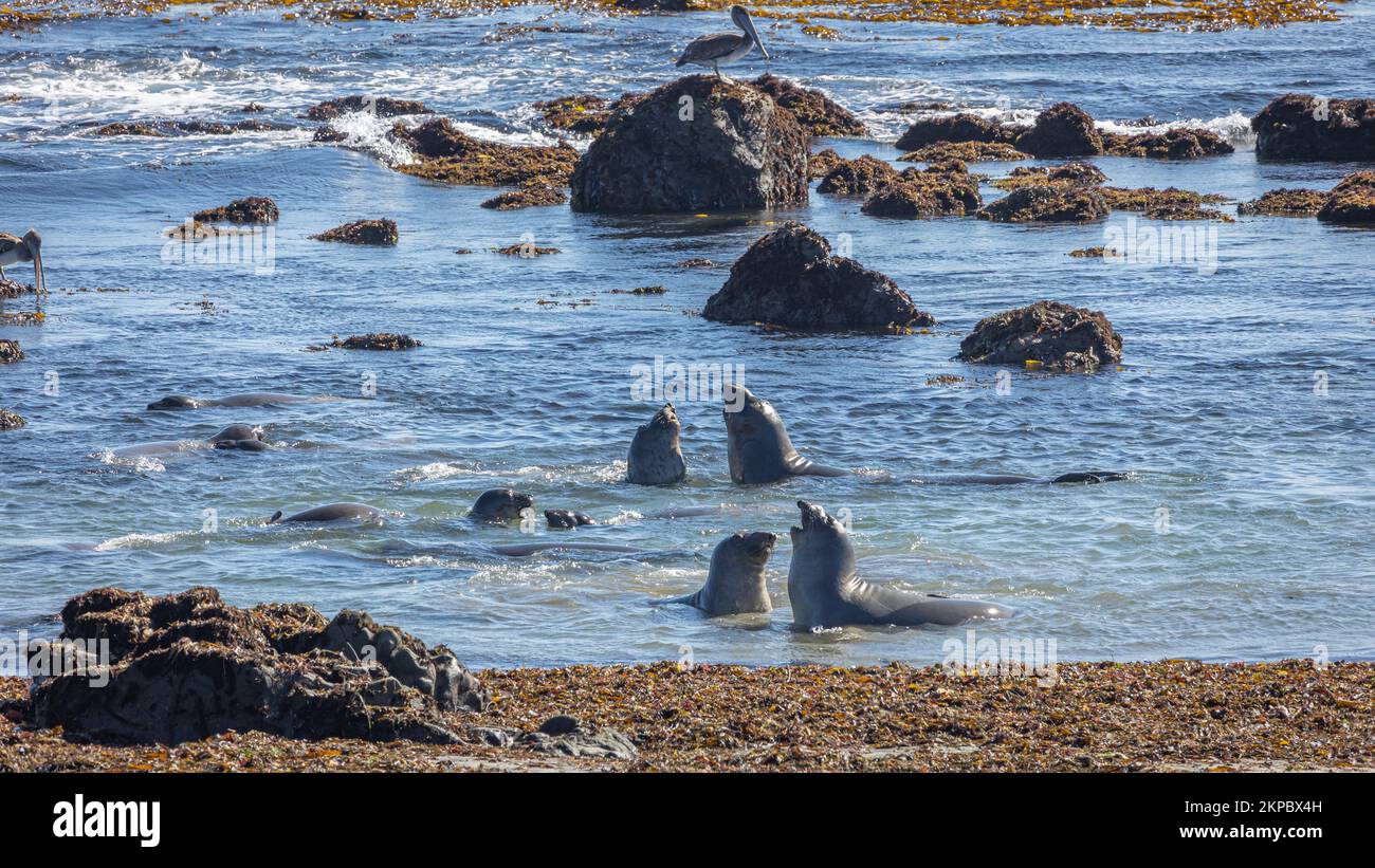 Elefanti marini che giocano e combattono nell'oceano pacifico sulla costa della california, con maree sulle rocce in acqua, lungo l'higway 1 il Big sur Foto Stock