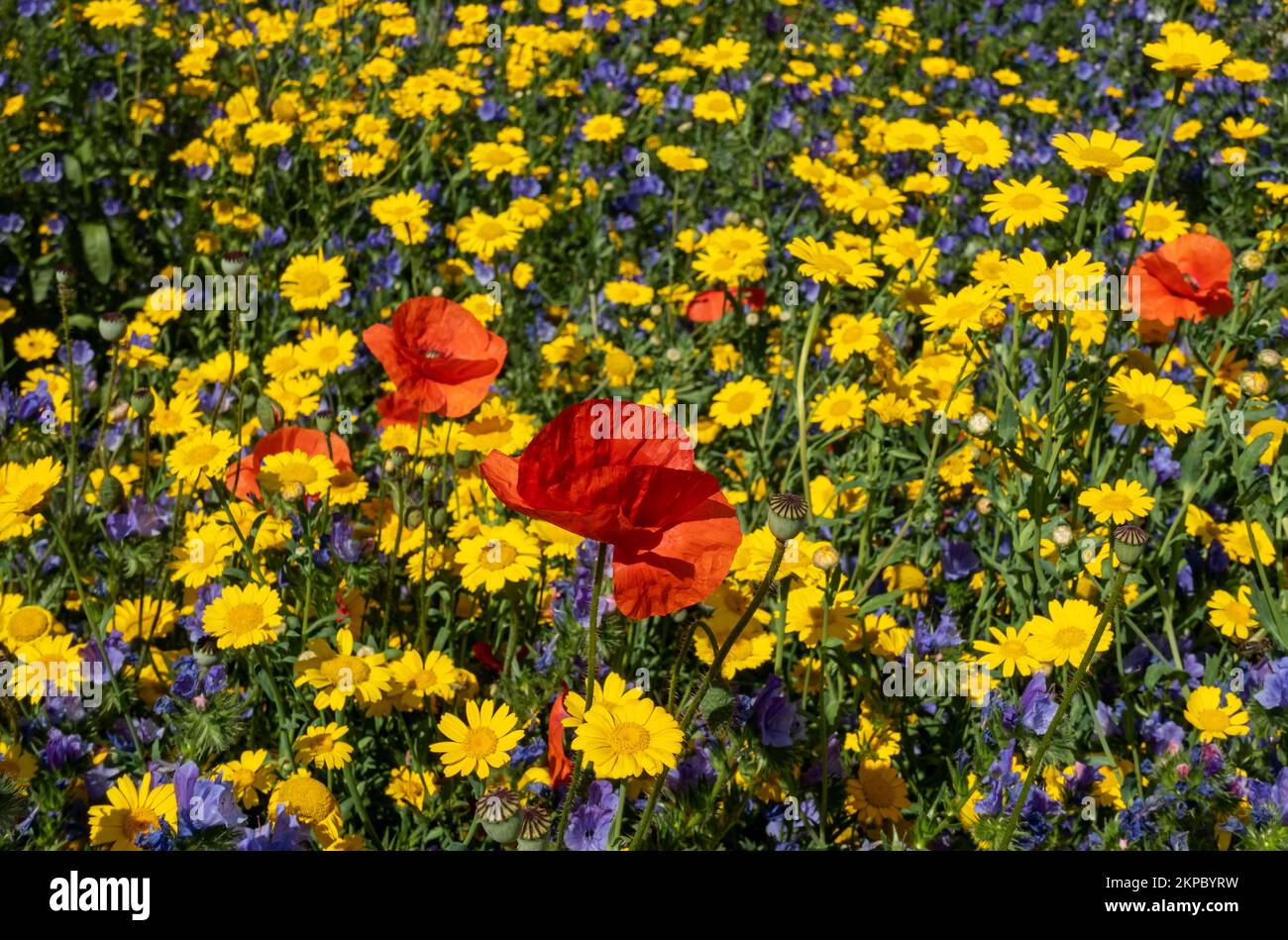 Primo piano dei papaveri rossi e dei fiori gialli delle marigolds del mais in un bordo del giardino del prato dei fiori selvatici dell'Inghilterra di wildflower dell'estate Gran Bretagna Foto Stock