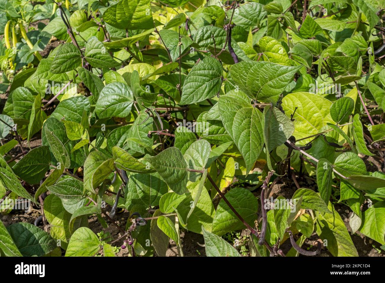 Primo piano di piante nane di fagiolo francese pianta 'Purple Teepee' che cresce in un orto in estate Inghilterra Regno Unito Gran Bretagna Foto Stock