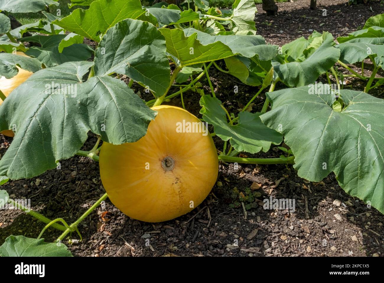 Primo piano di cucrbitaceae cucurbita maxima zucca 'giallo hundredweight' varietà che cresce in un orto in autunno Inghilterra Regno Unito Gran Bretagna Foto Stock