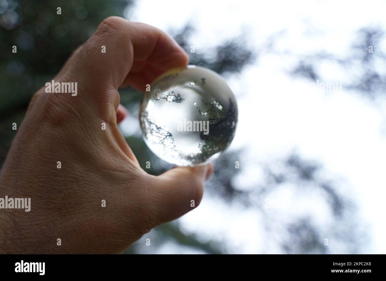 Un uomo ha una palla di vetro tra le mani, guarda attraverso il cielo e i rami dell'albero. Concetto di globalizzazione Foto Stock