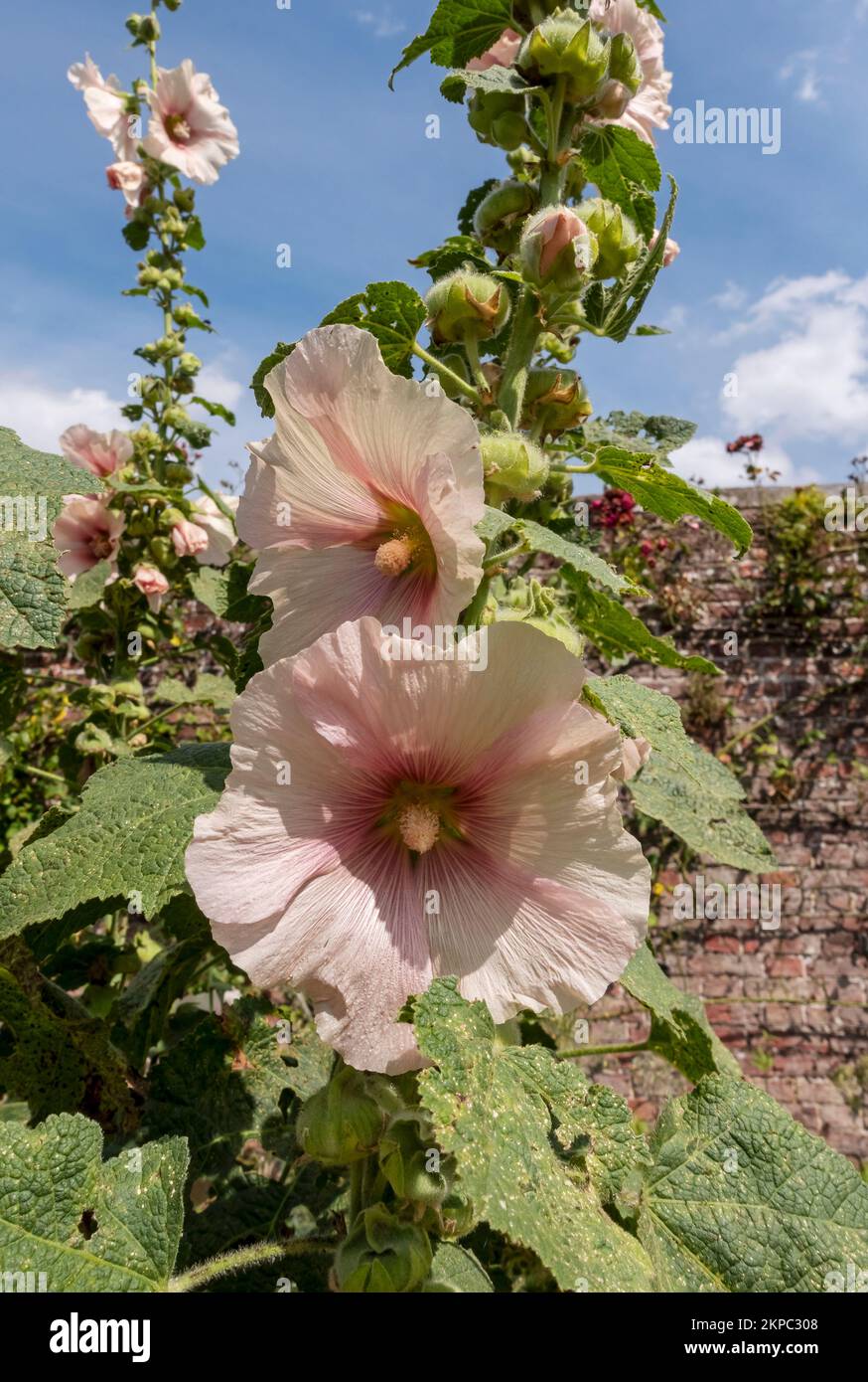Primo piano di rosa pallido hollyhock fiori fiori fiore che crescono in un giardino cottage confine in estate Inghilterra Regno Unito Gran Bretagna Foto Stock