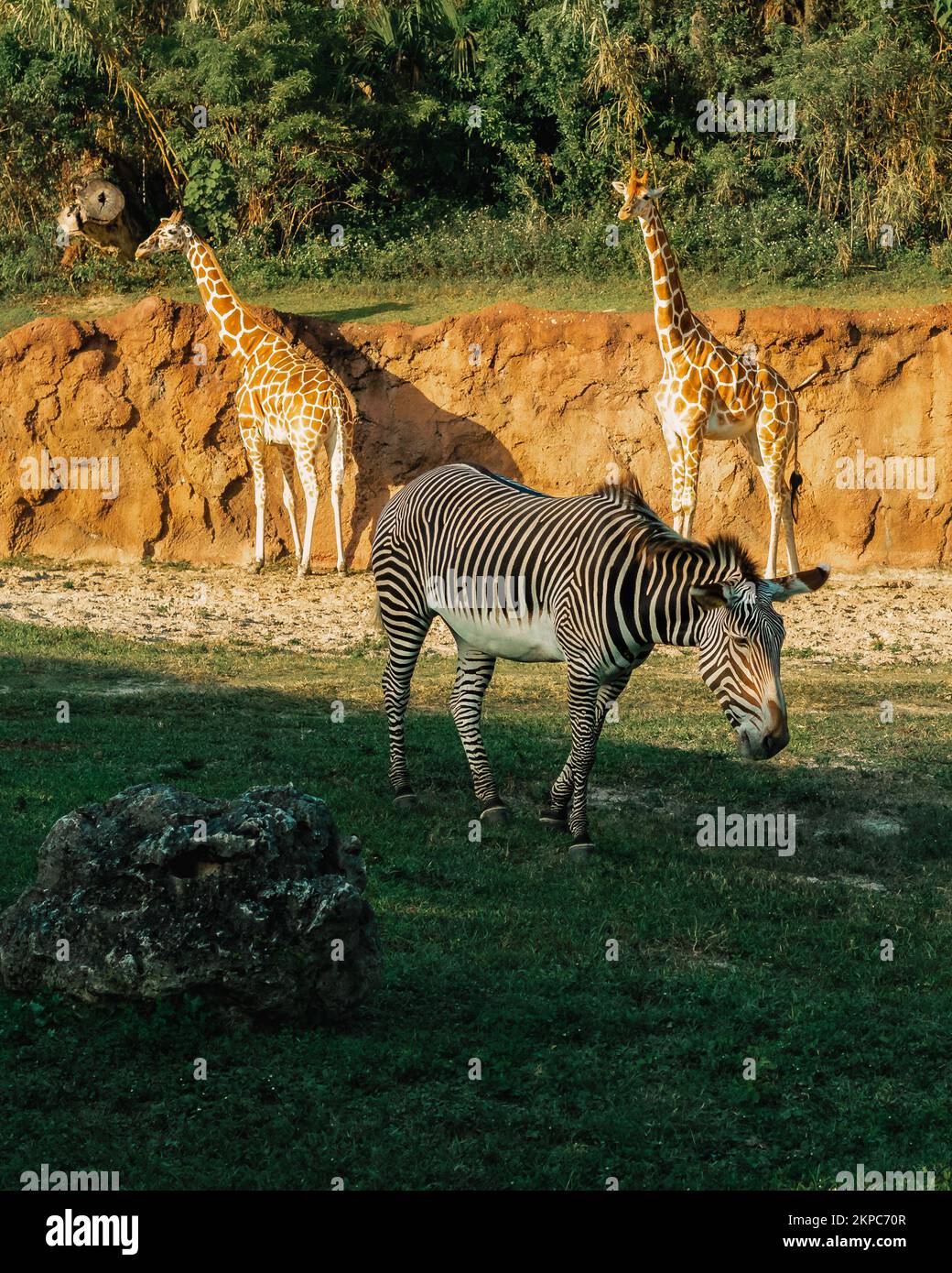 ANIMALE IN SAFARI Foto Stock