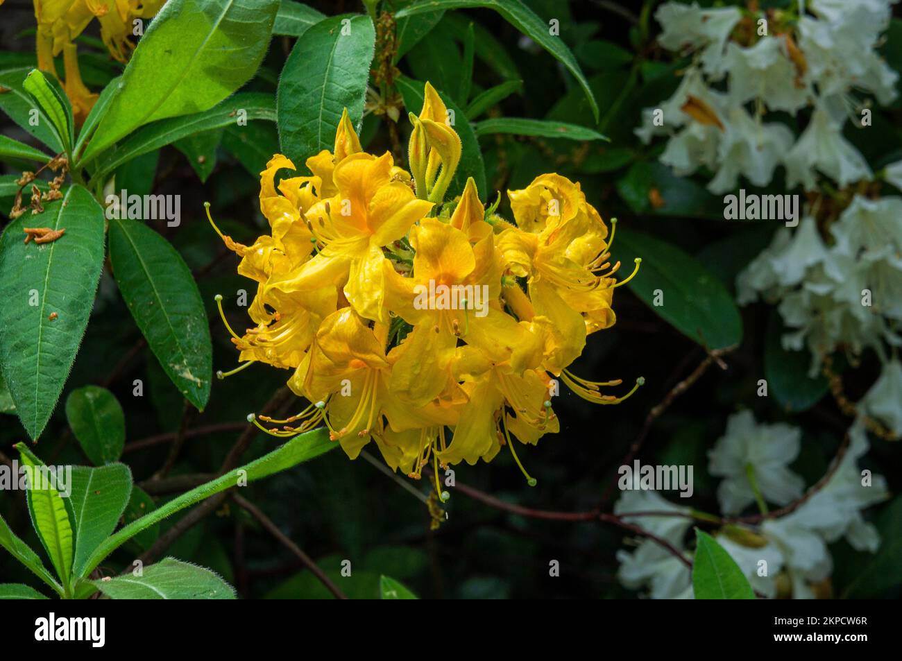 Primo piano della fioritura di Rhododendron Knap Hill Klondyke, Azalea a Pruhonice, Repubblica Ceca, il 17 maggio 2022. (Foto CTK/Libor Sojka) Foto Stock