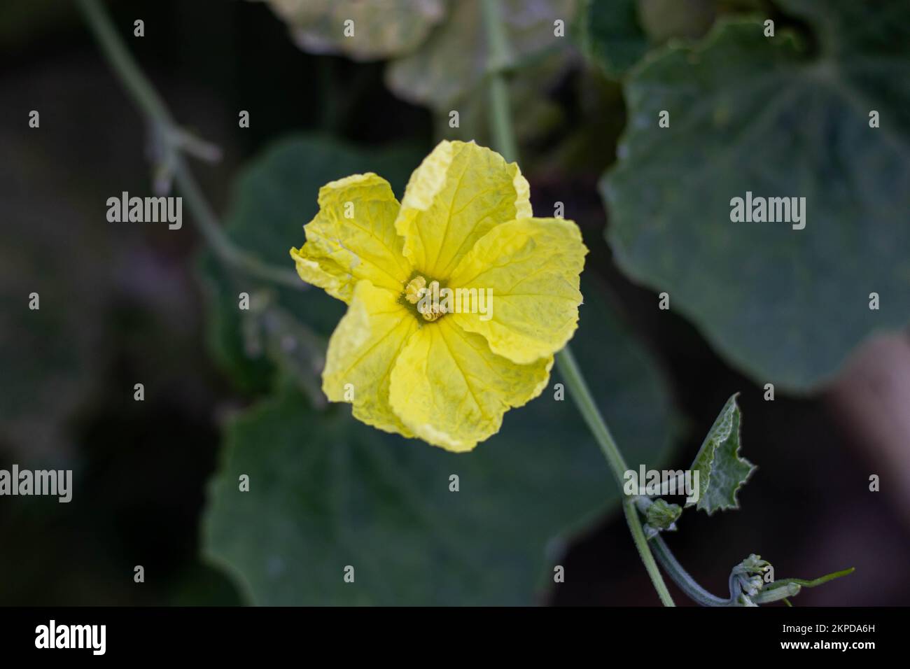 La Luffa acutangula è una vite cocurbitacea che viene coltivata in commercio per i suoi frutti immaturi come verdura e i fiori sono di colore giallo pallido, 4-5 cm in d Foto Stock