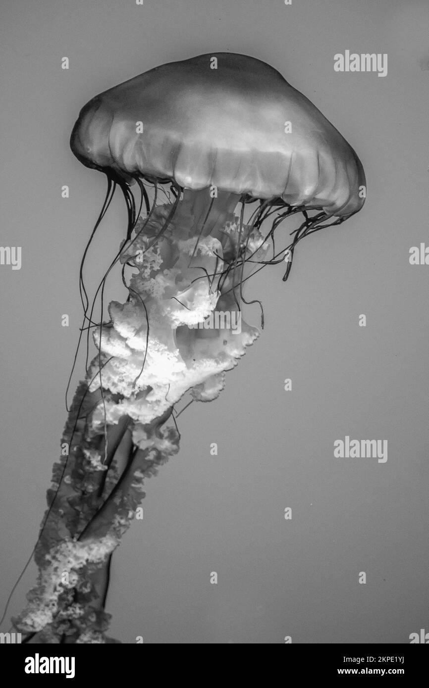 Una foto in scala di grigi di una medusa del Ripley's Aquarium di Toronto, Ontario, Canada Foto Stock