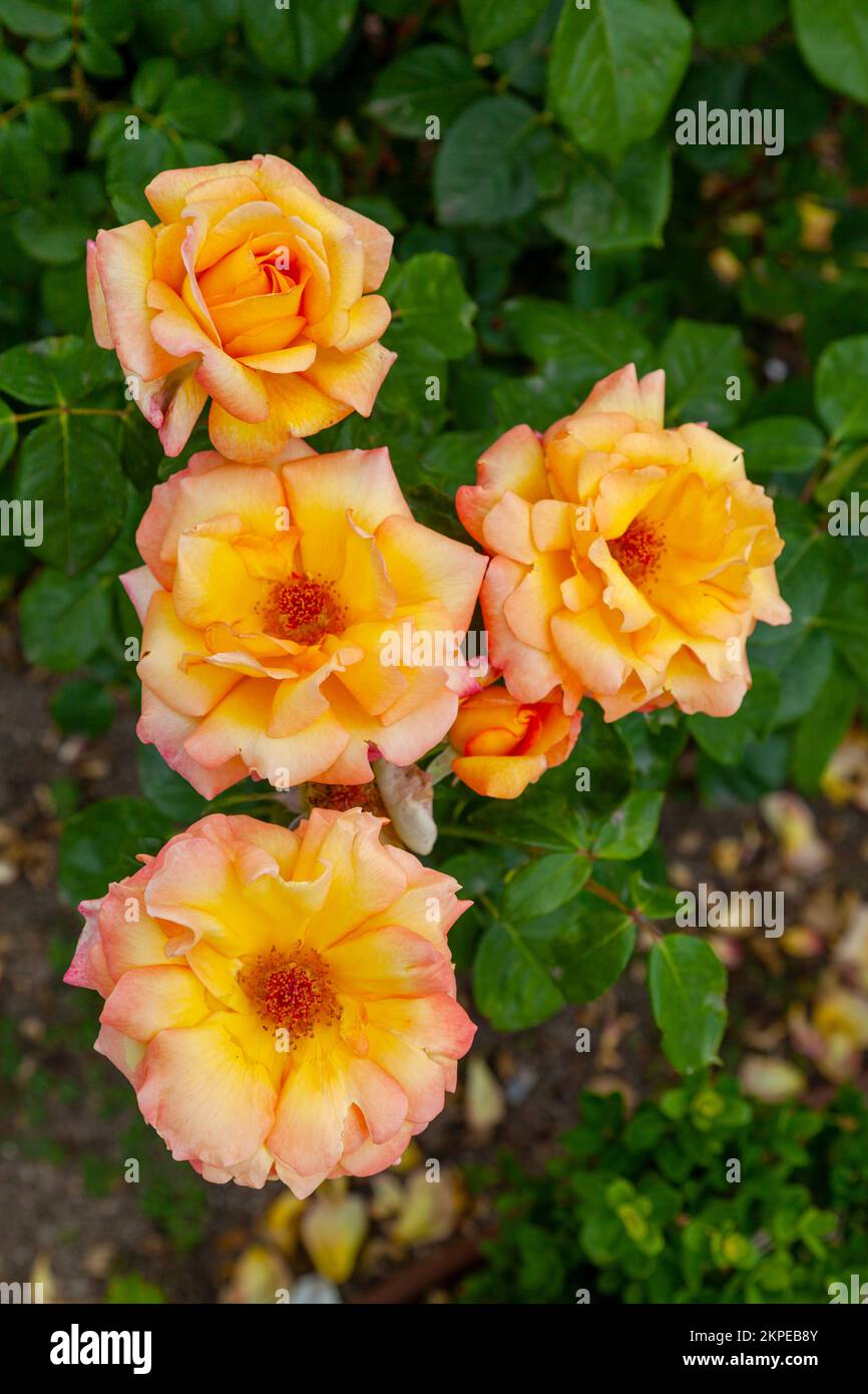 Primo piano con cornice completa sulle rose di arance. Foto Stock