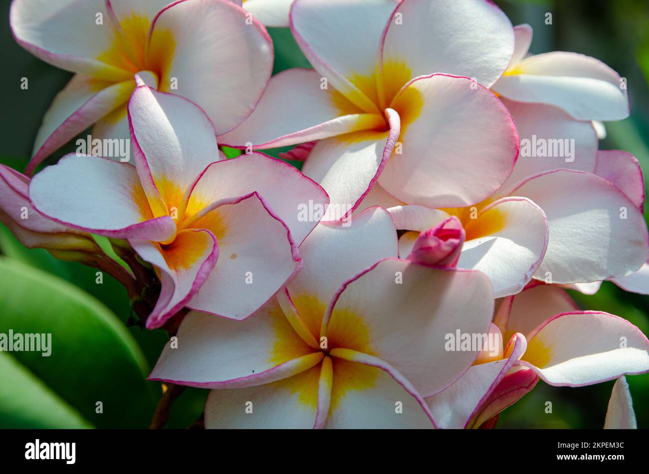 Fiori fioriti sono ovunque nello Sri Lanka. Foto Stock