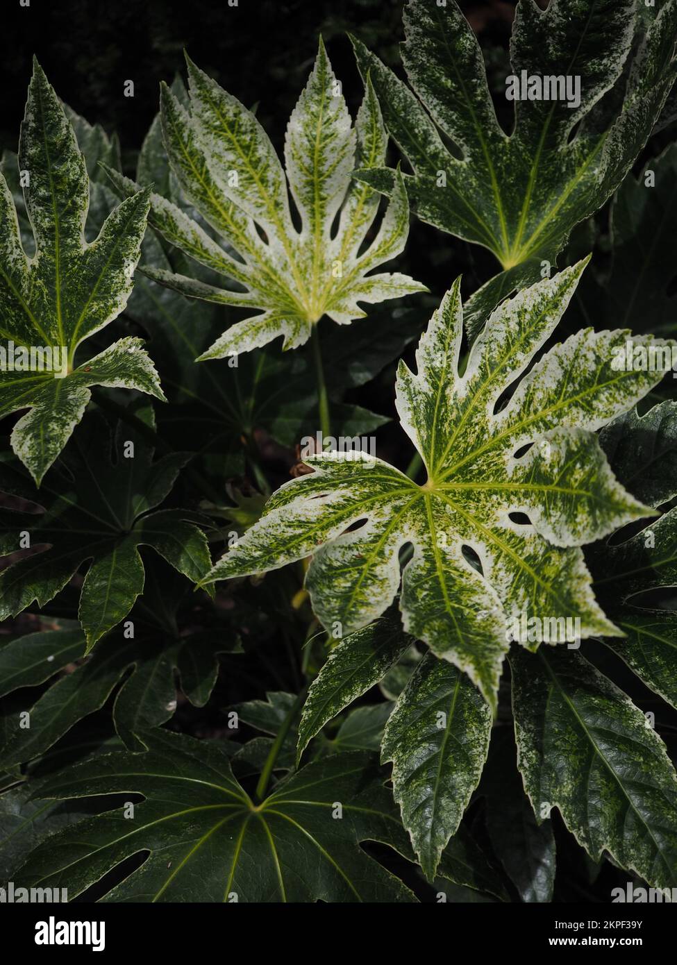 Primo piano delle foglie variegate di Fatsia japonica 'Spider's Web' (pianta di olio di caster) su sfondo scuro Foto Stock
