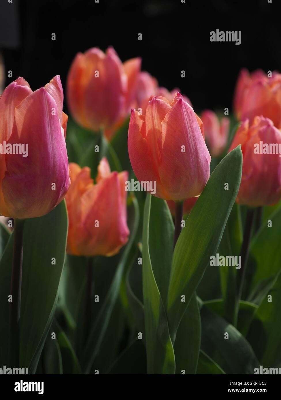 Primo piano dei tulipani retroilluminati "Prince Salmon" Foto Stock