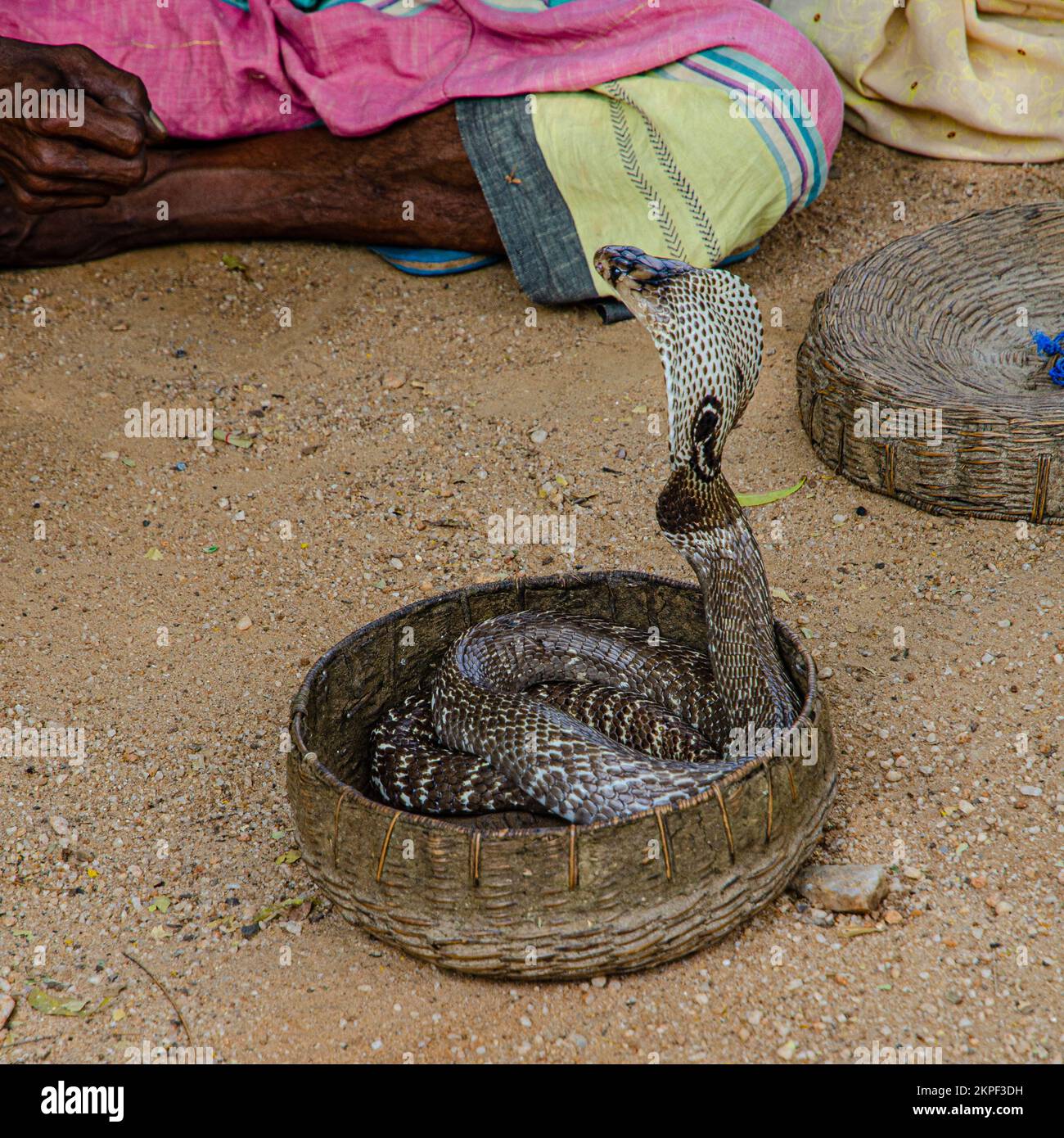 Danza Cobra. Nello Sri Lanka centrale. Foto Stock