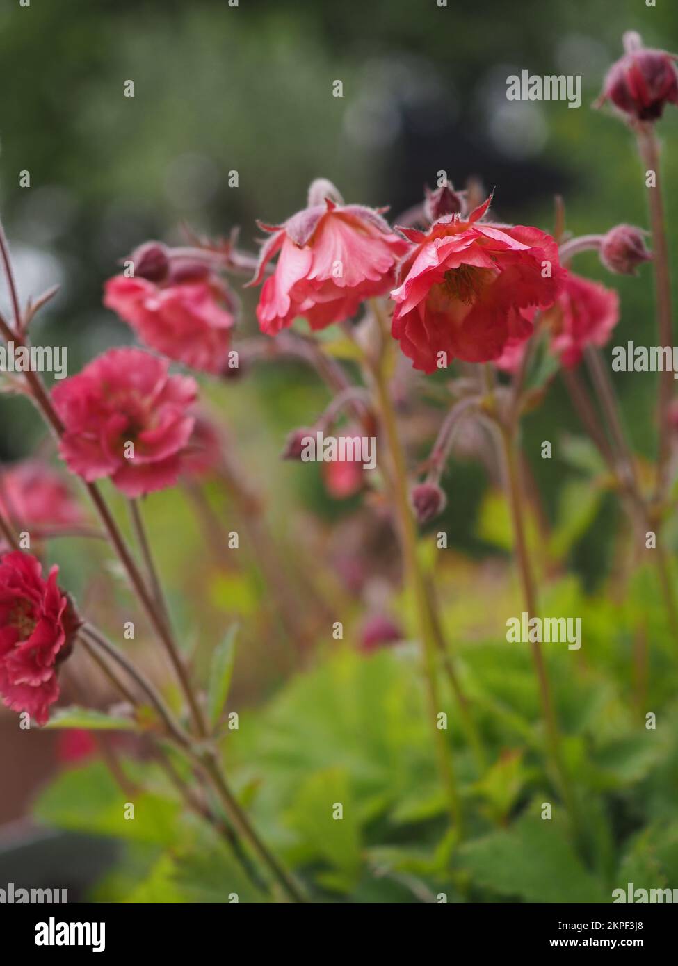 Primo piano dei fiori di Geum 'Petticoats Rosa' (Avens) Foto Stock