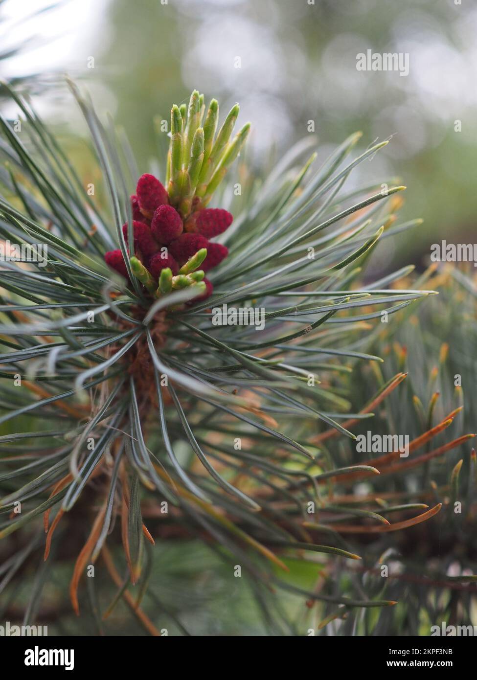 Primo piano dei giovani coni su una conifera di Pinus pumila 'glauca' (pino siberiano di nana glauca) Foto Stock
