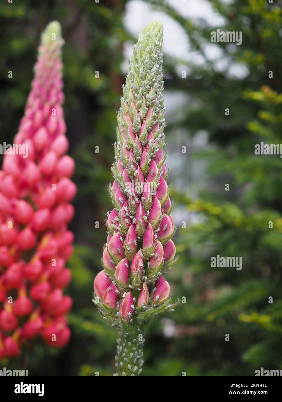 Punta di fiori di Lupinus 'terracotta' ricoperta di afidi di lupini (Macrosiphum albifrons) Foto Stock